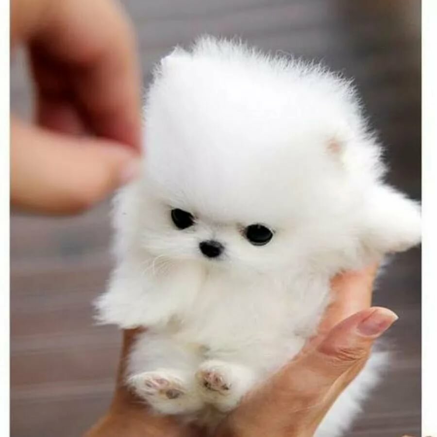 Шпиц померанский карликовый белый