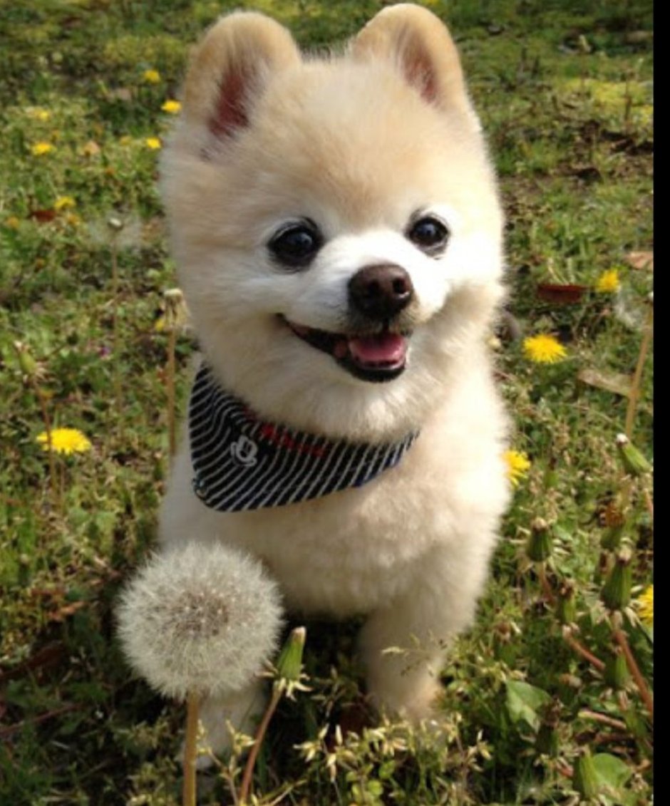 Шпиц Шунсуке