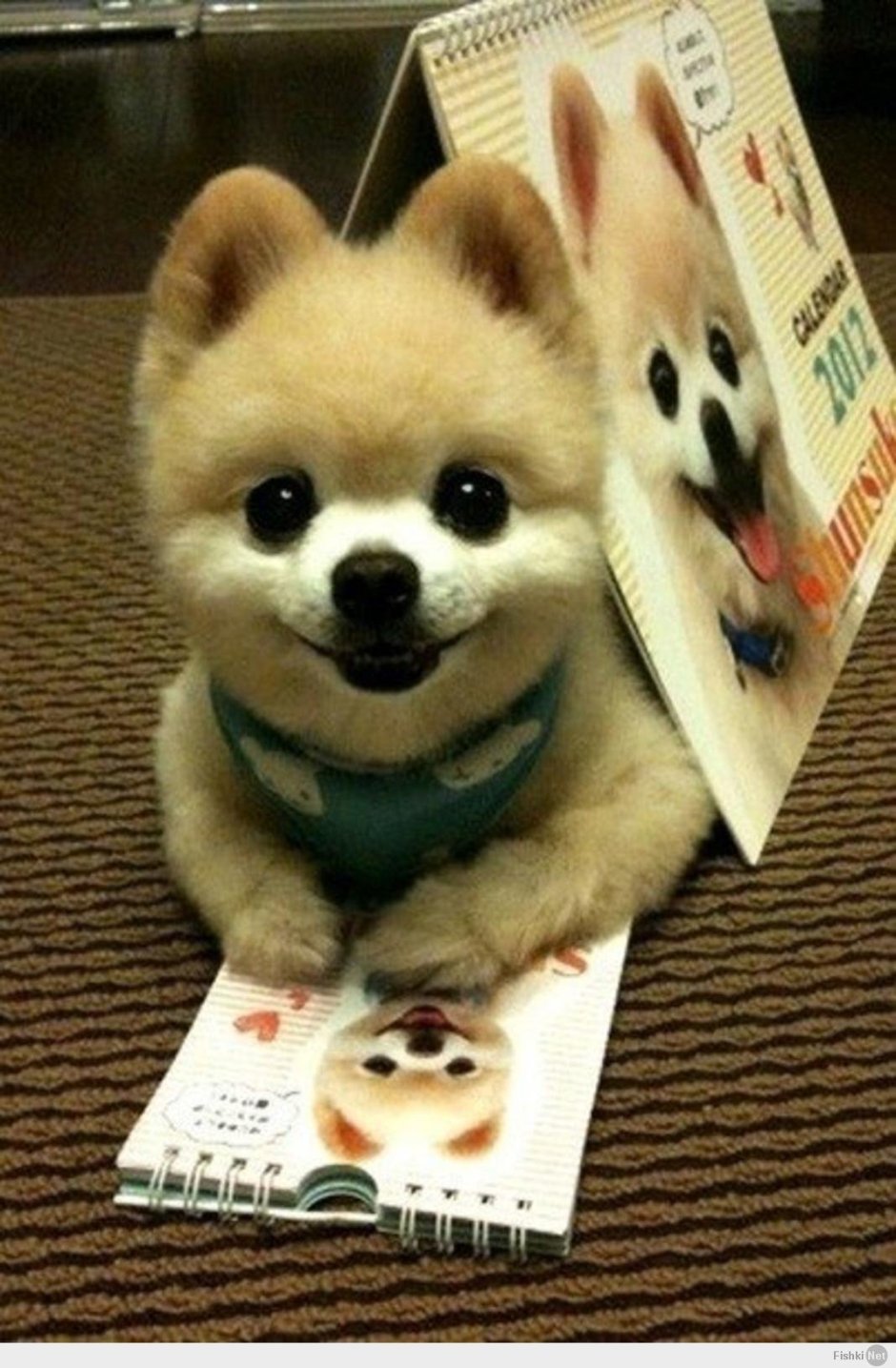 Китайская собачка декоративная