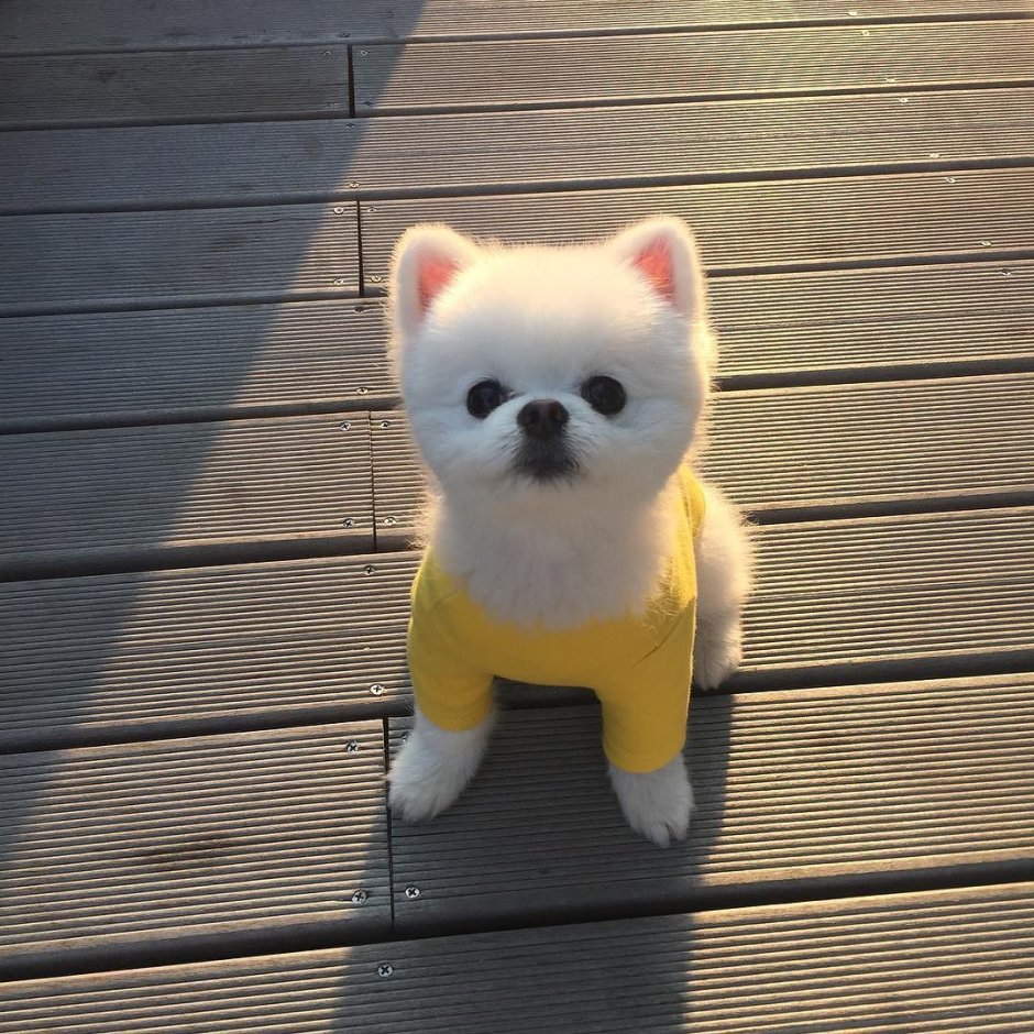 Дженни кореянка