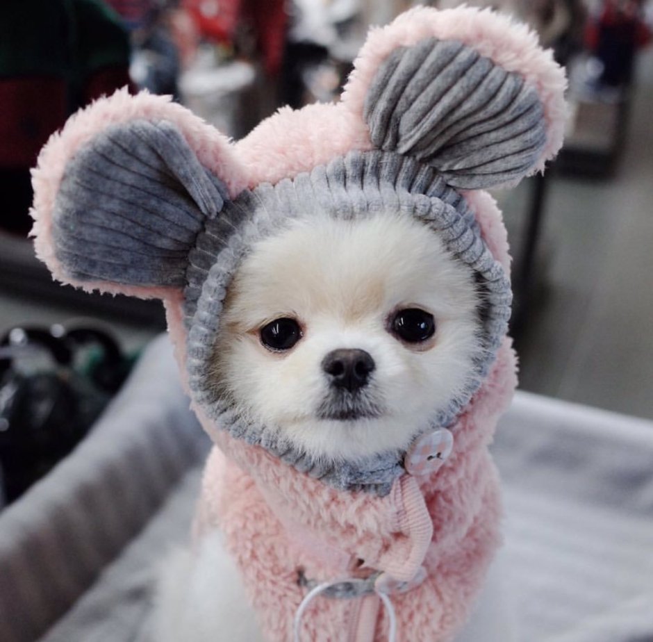 Померанский шпиц белый мишка