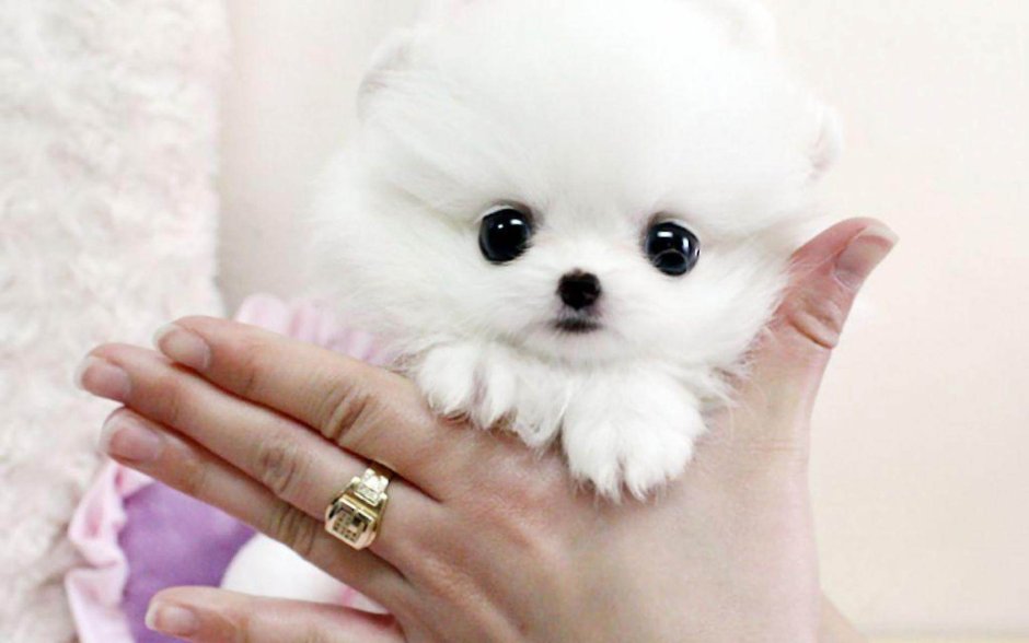 Собаки карманные