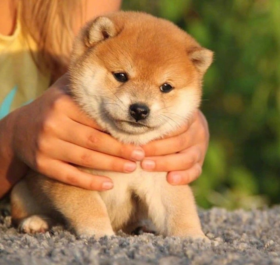 Японская собака Шунсуке