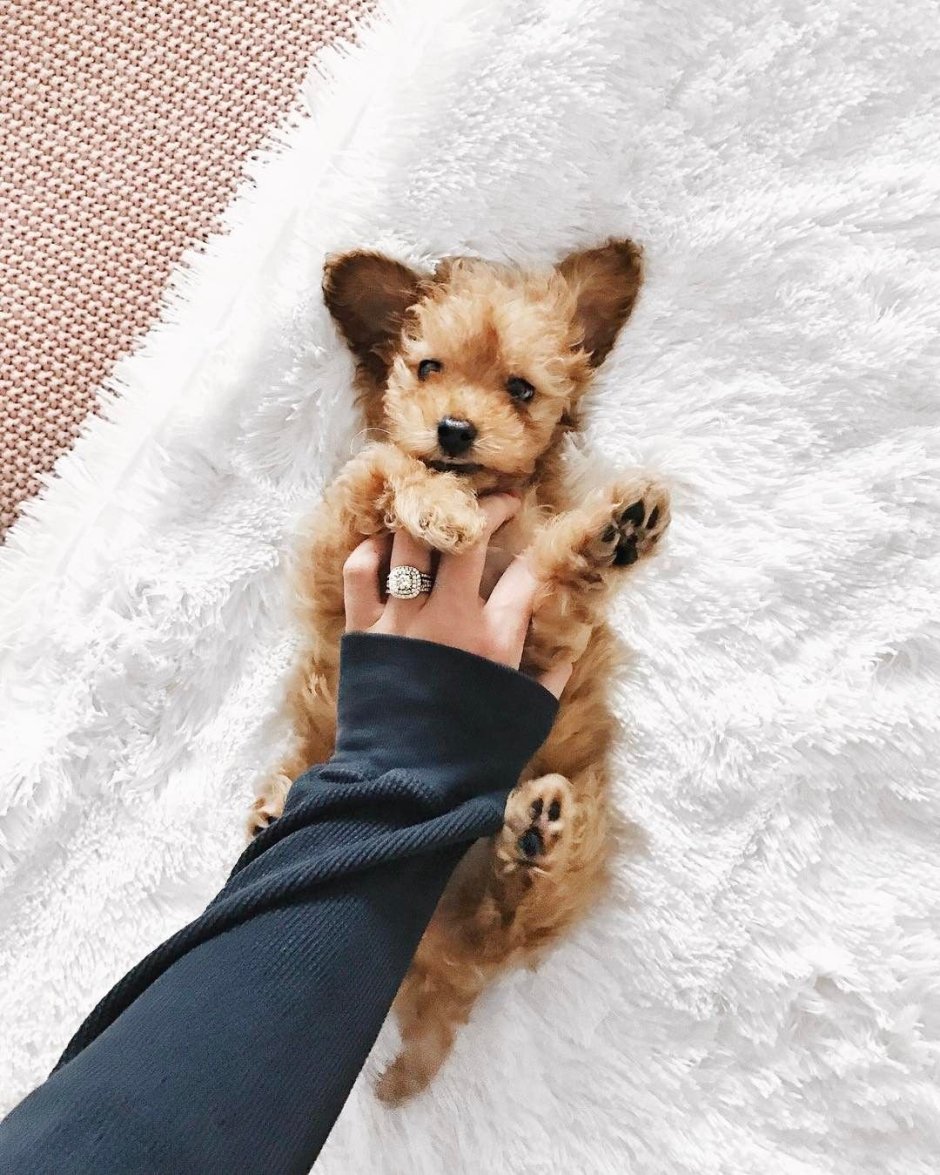 Собака Акита сиба ину