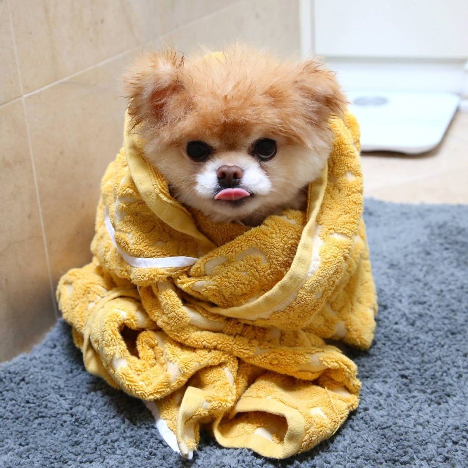 Карликовый померанский шпиц мишка