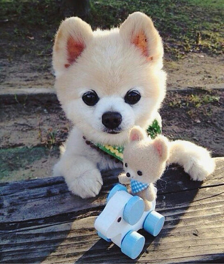 Сиба ину мини