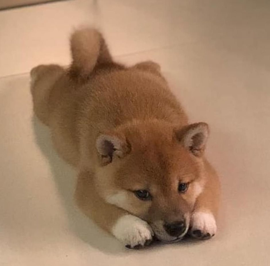 Болонка Микки