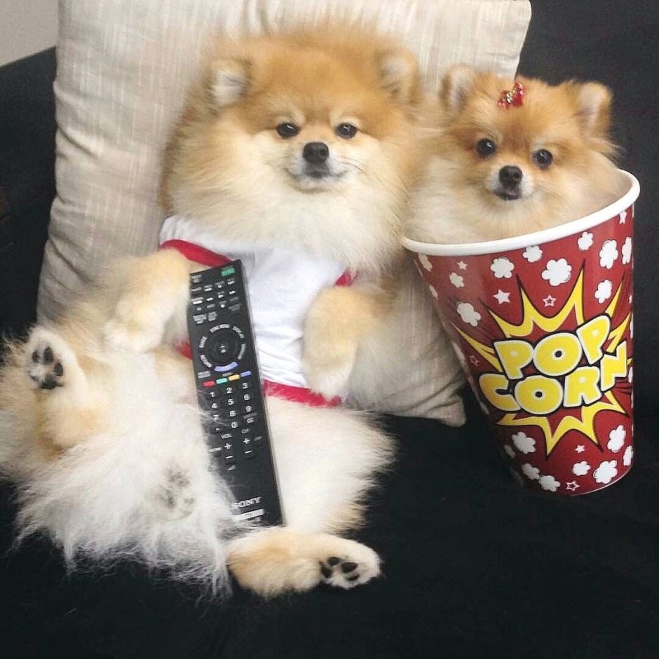 Самые милые песики на планете