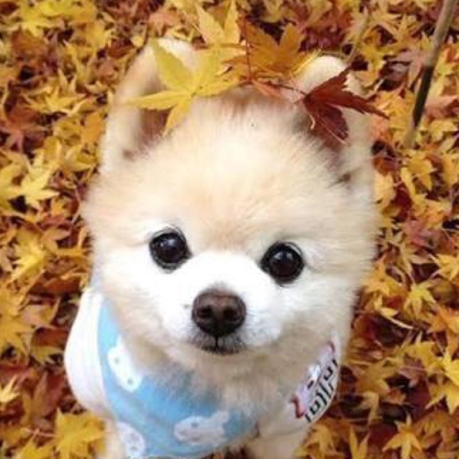 Померанский шпиц CNHB;tyst