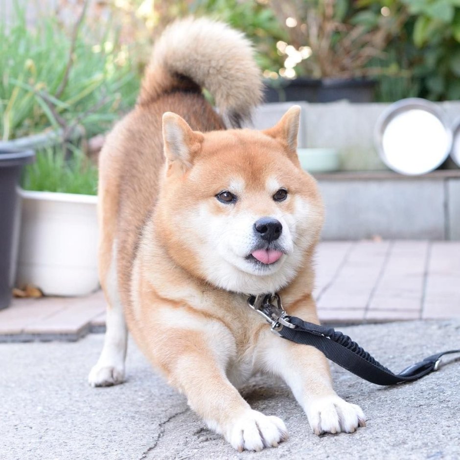 Милые собачки