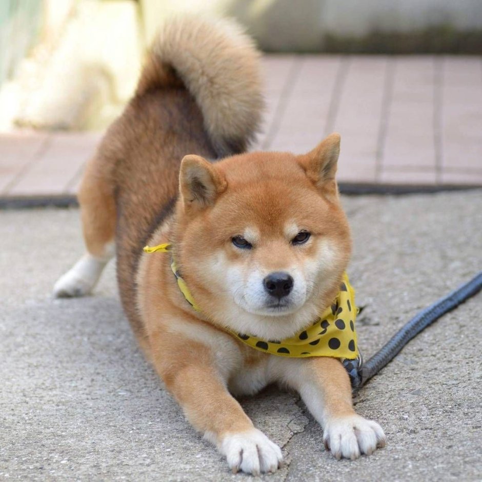 Модные породы собак