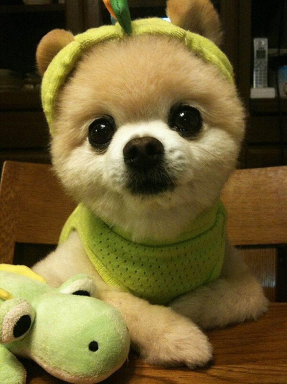 Сиба Шиба ину