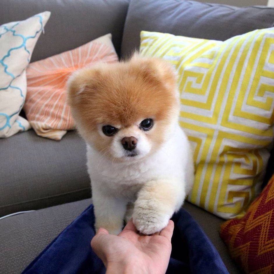 Померанский шпиц Беленький