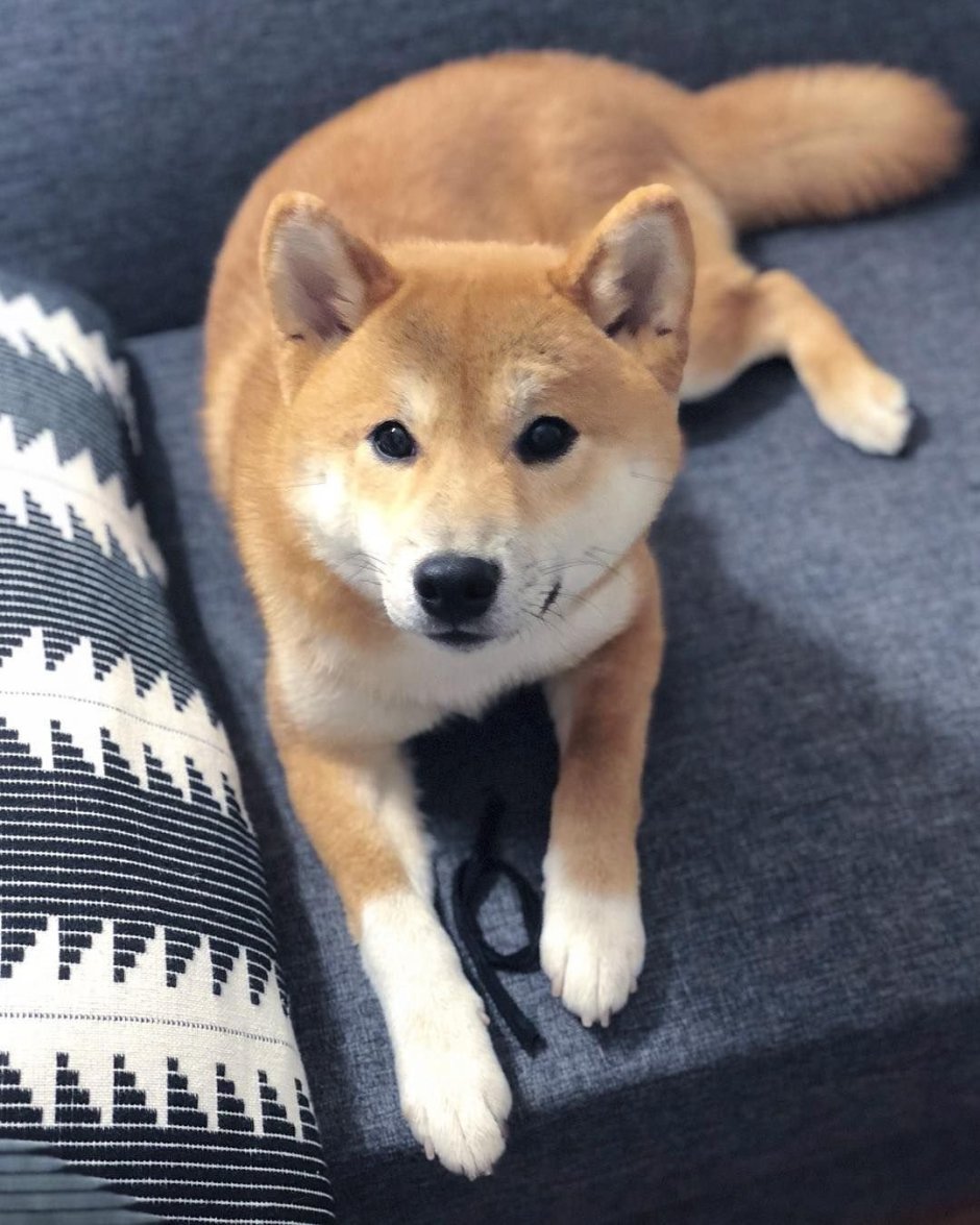 Порода сиба ину