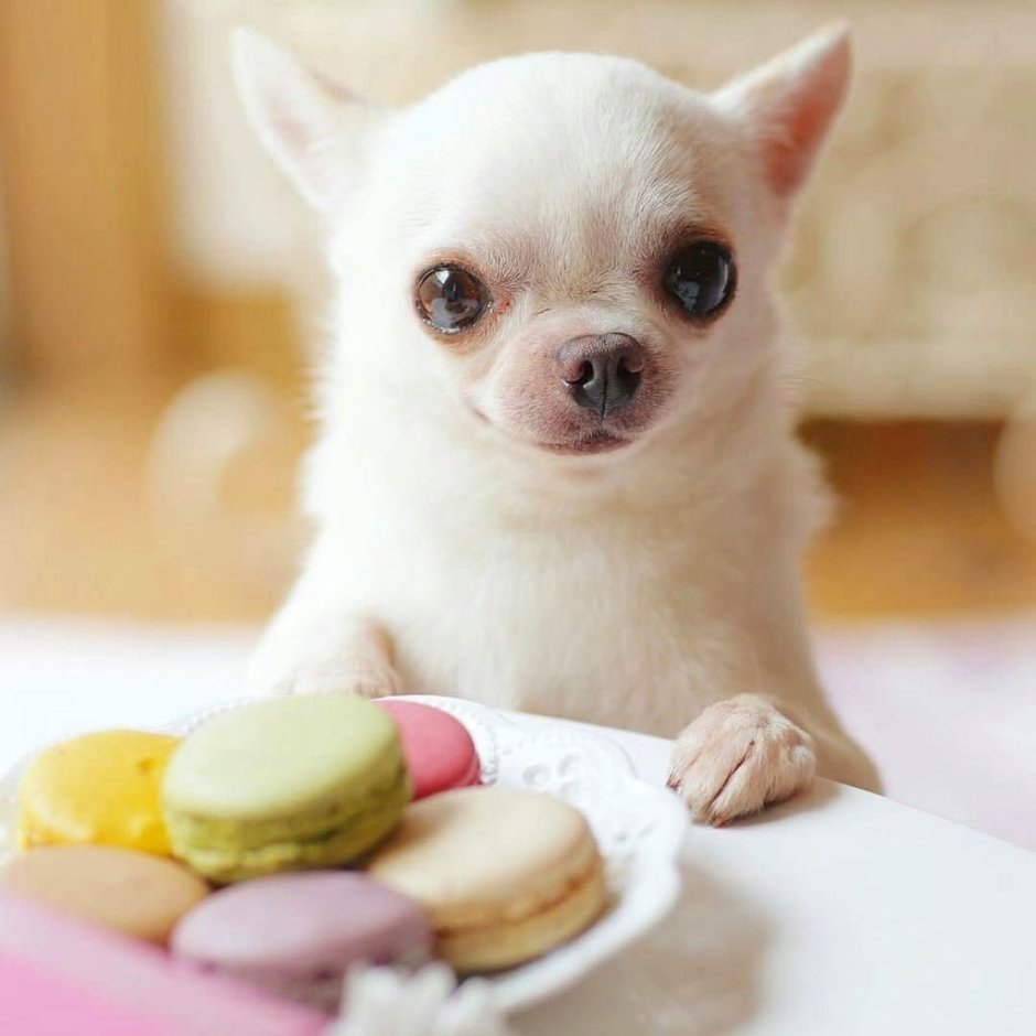 Померанский шпиц jiffpom