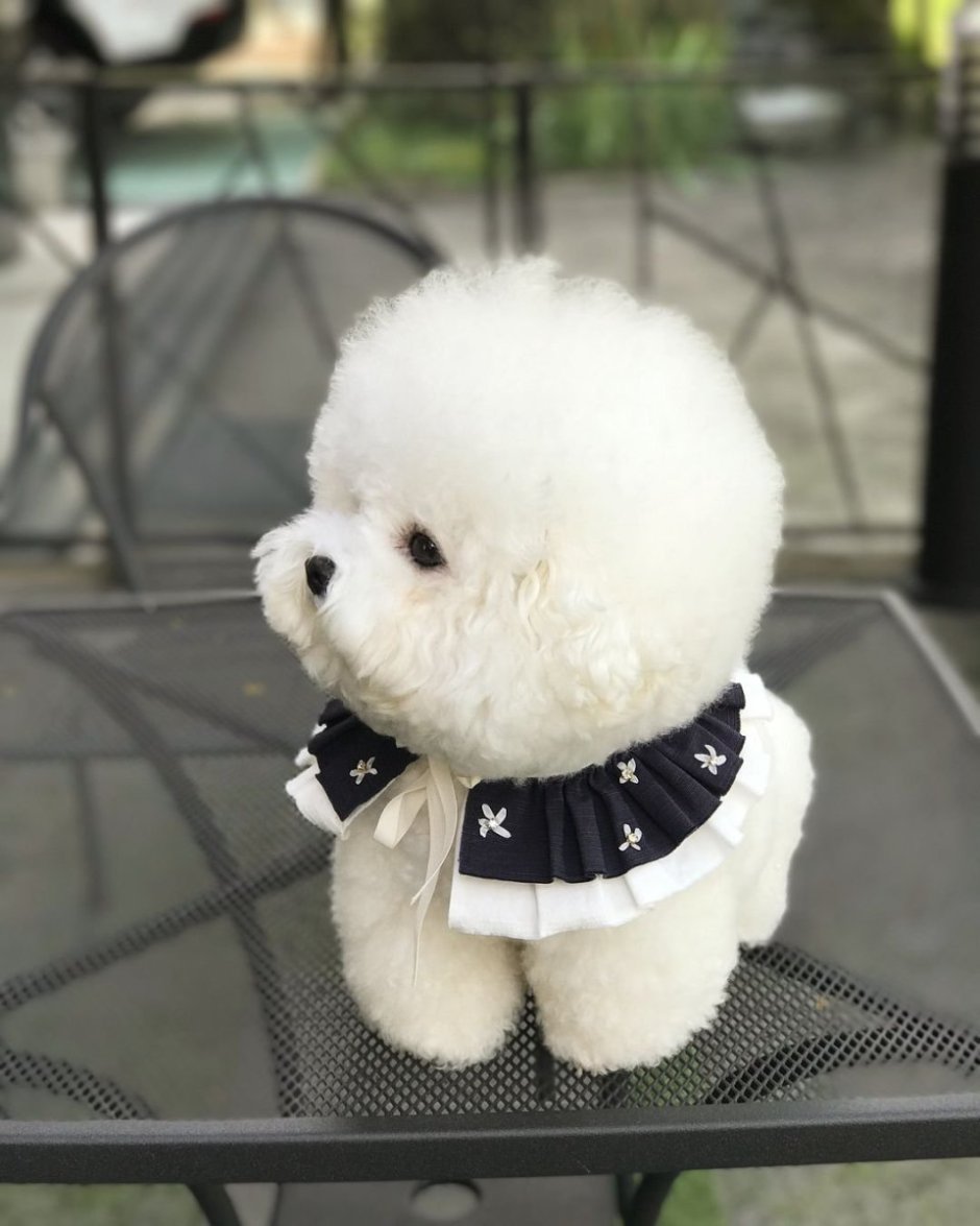 Померанский шпиц Boo