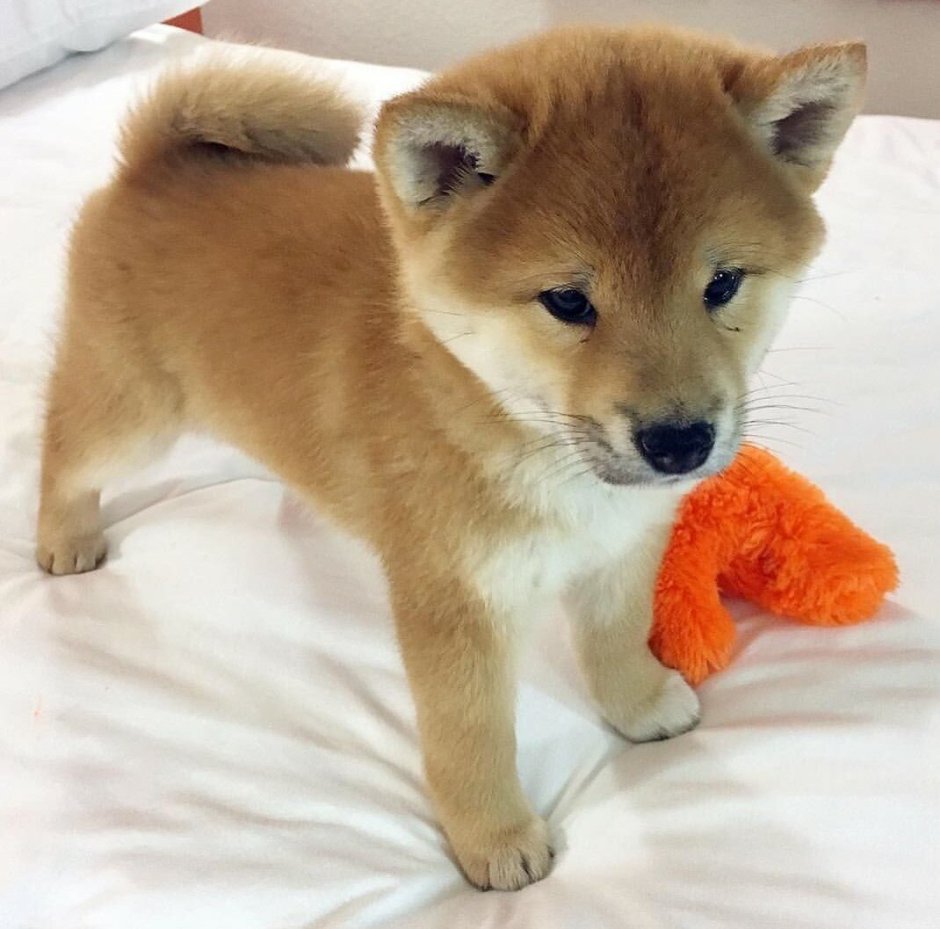 Померанский шпиц jiffpom белый