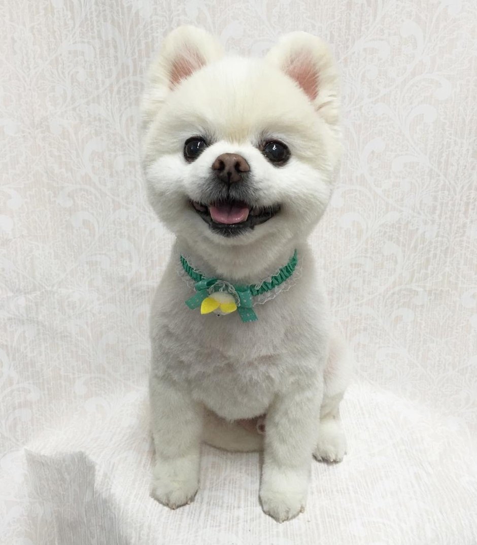 Японский грумер Йорико Хамачийо