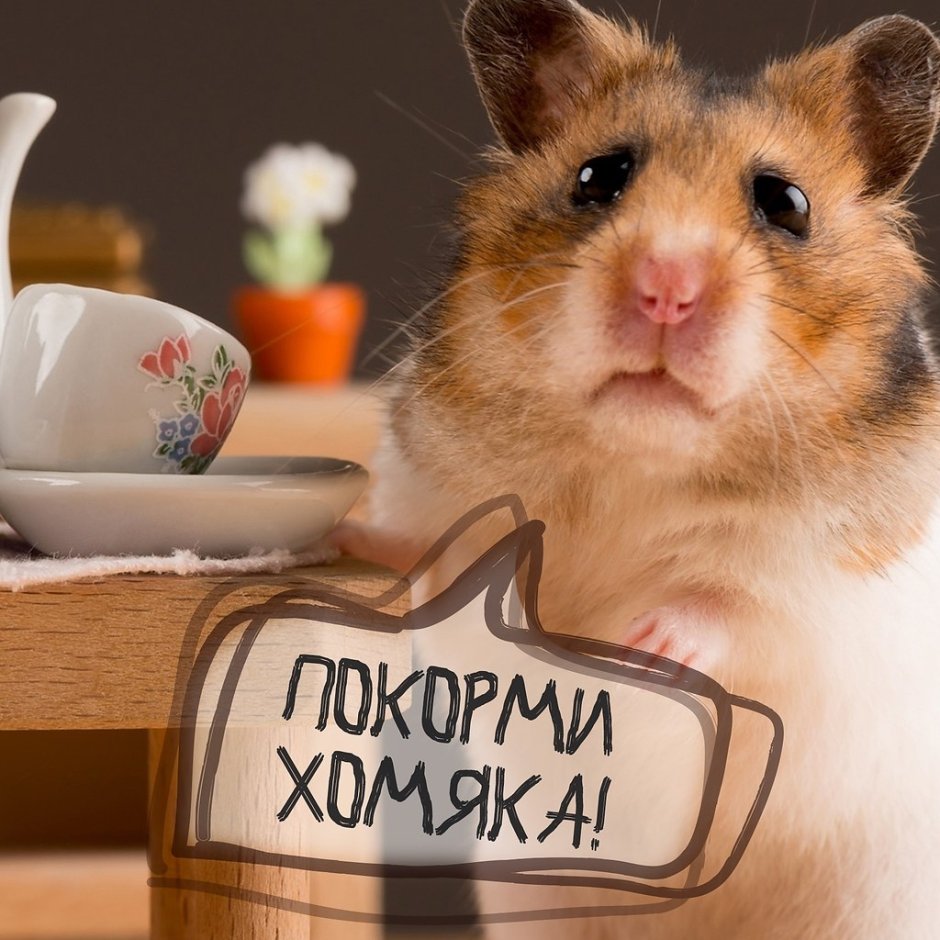 Что едят хомяки