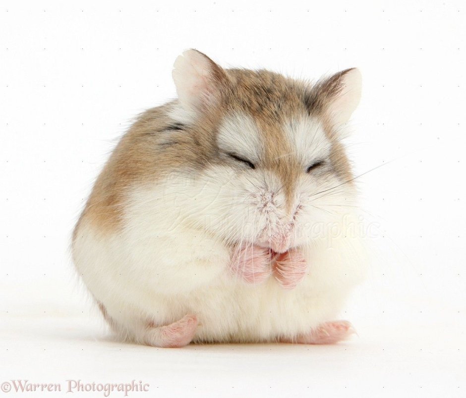 Roborovski Hamsters
