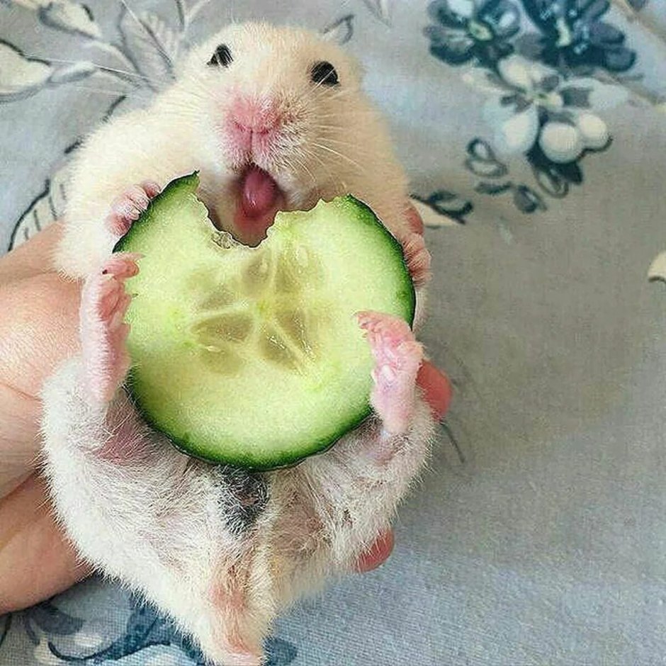 Забавные хомячки