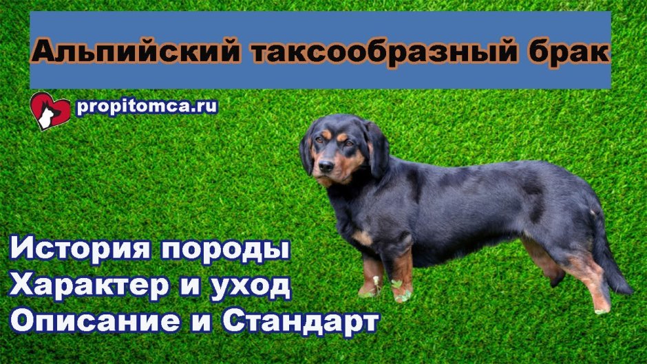 Собака такса рыжая
