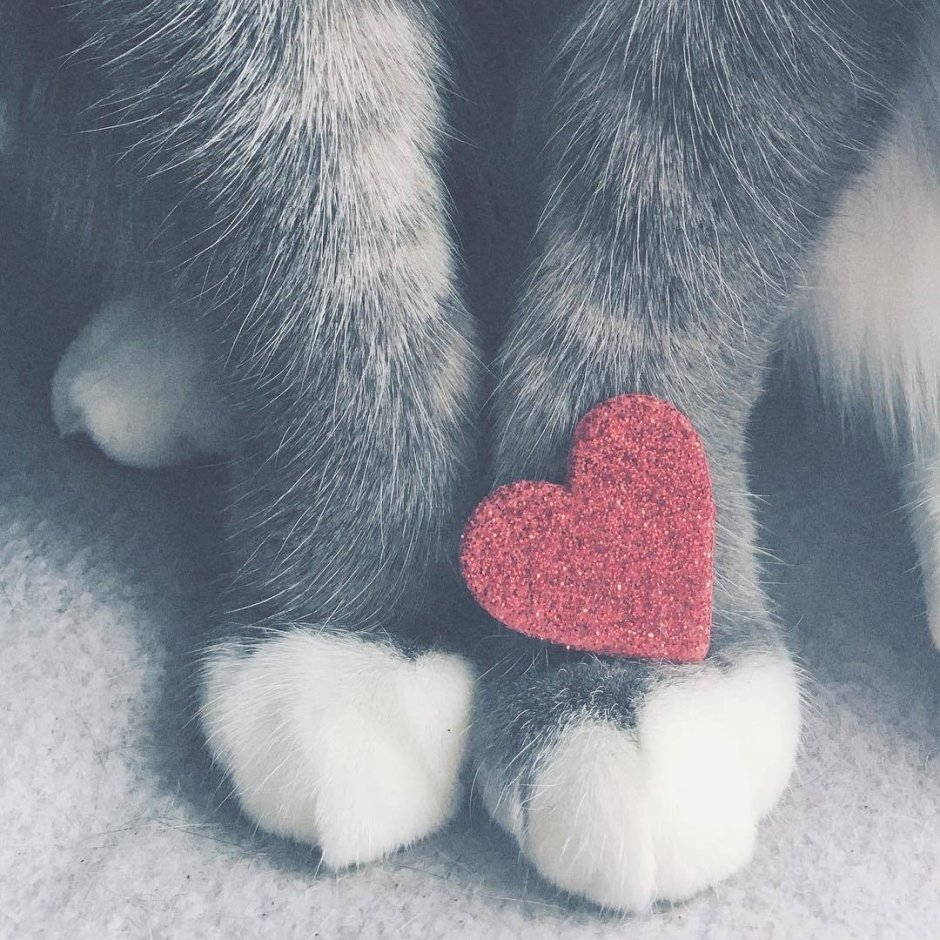 Кошечка с сердечком