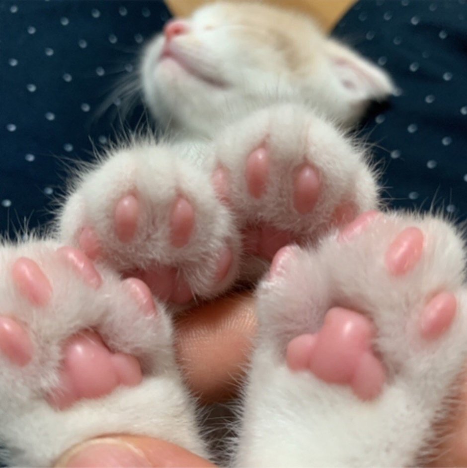 Котенок машет лапкой