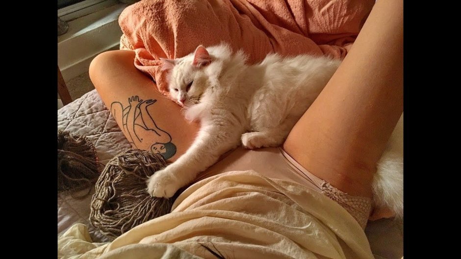Милые кошачьи лапки