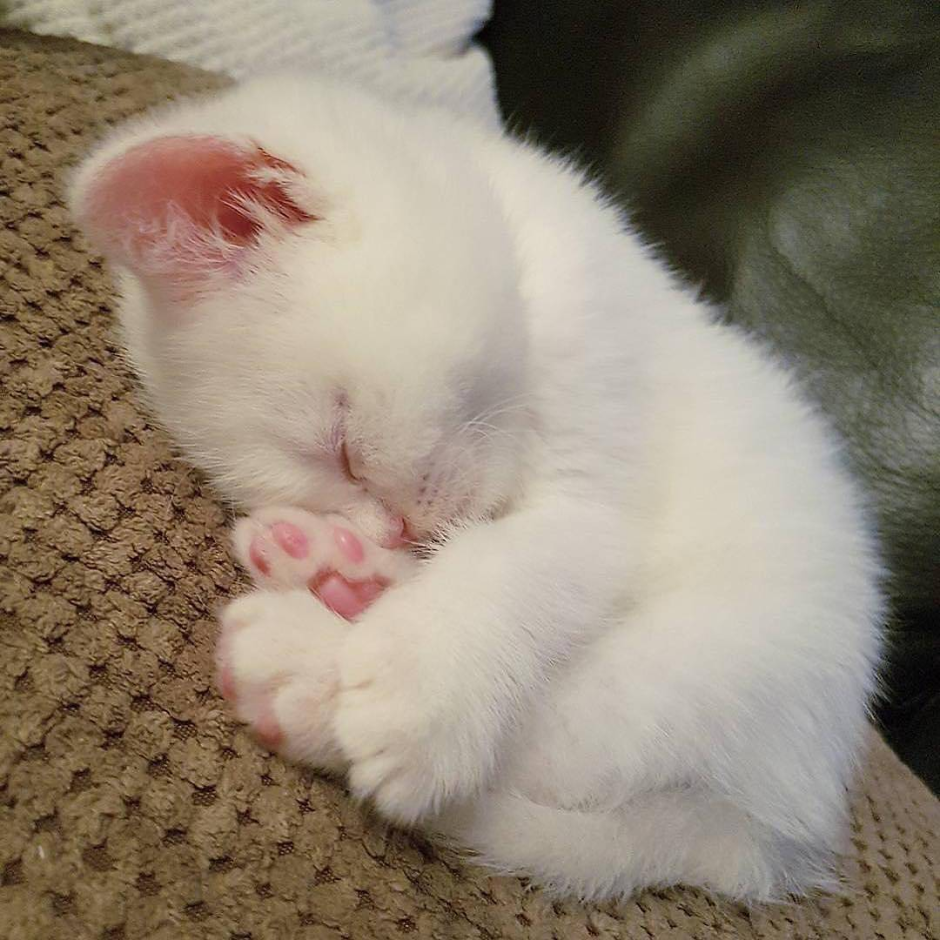 Котики с сердечками