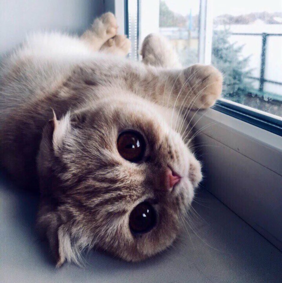 Котенок с сердечком