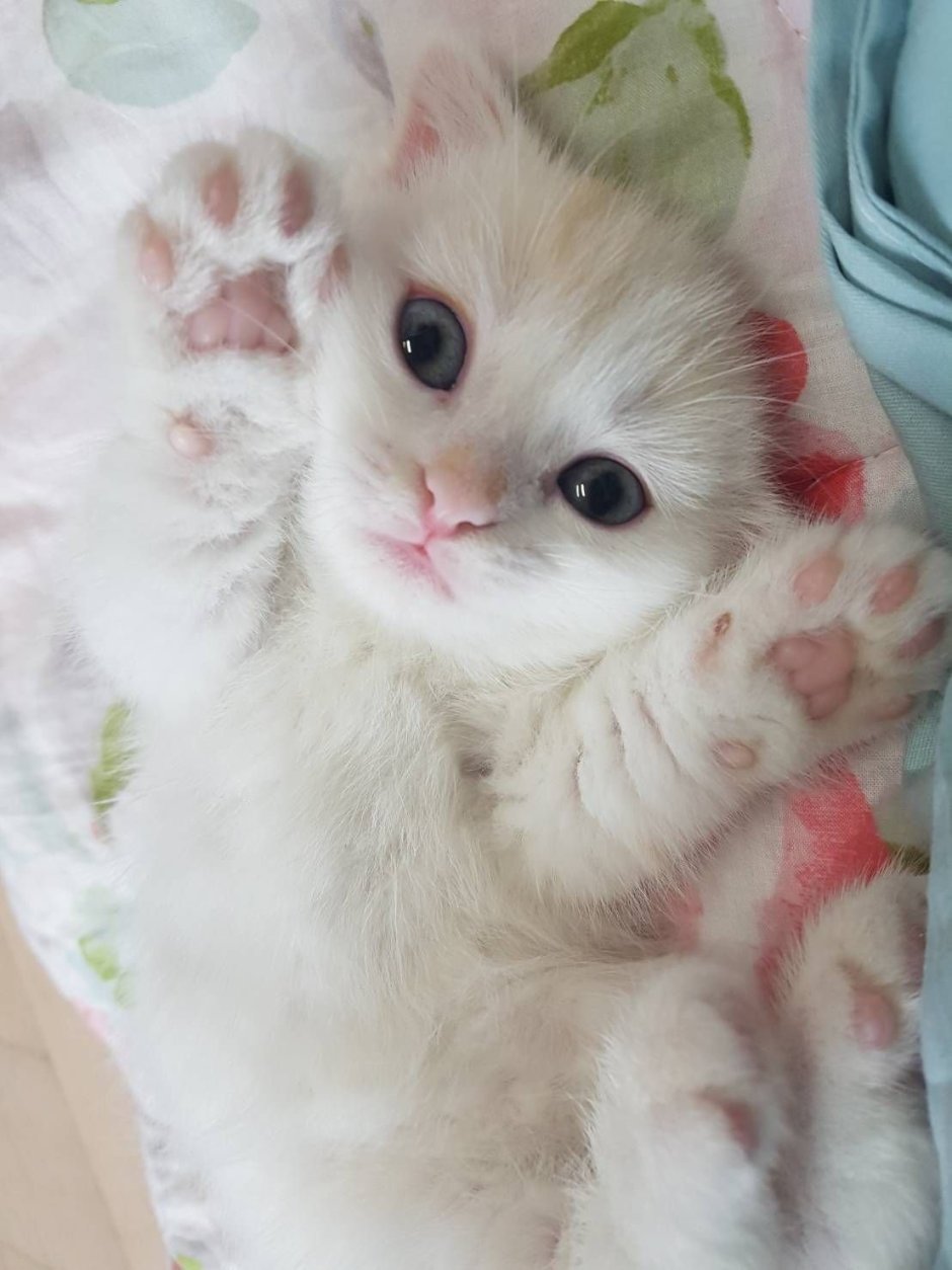 Котята Эстетика