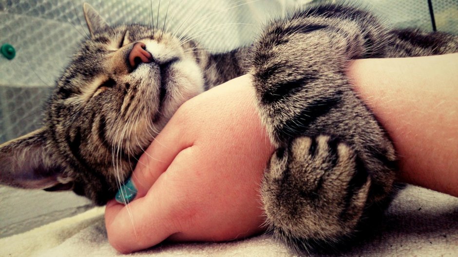Котик в шапке Эстетика