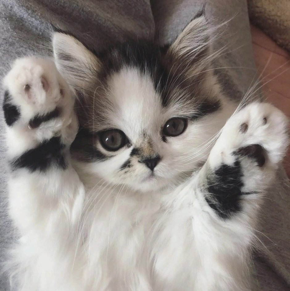Девушка с котенком на руках