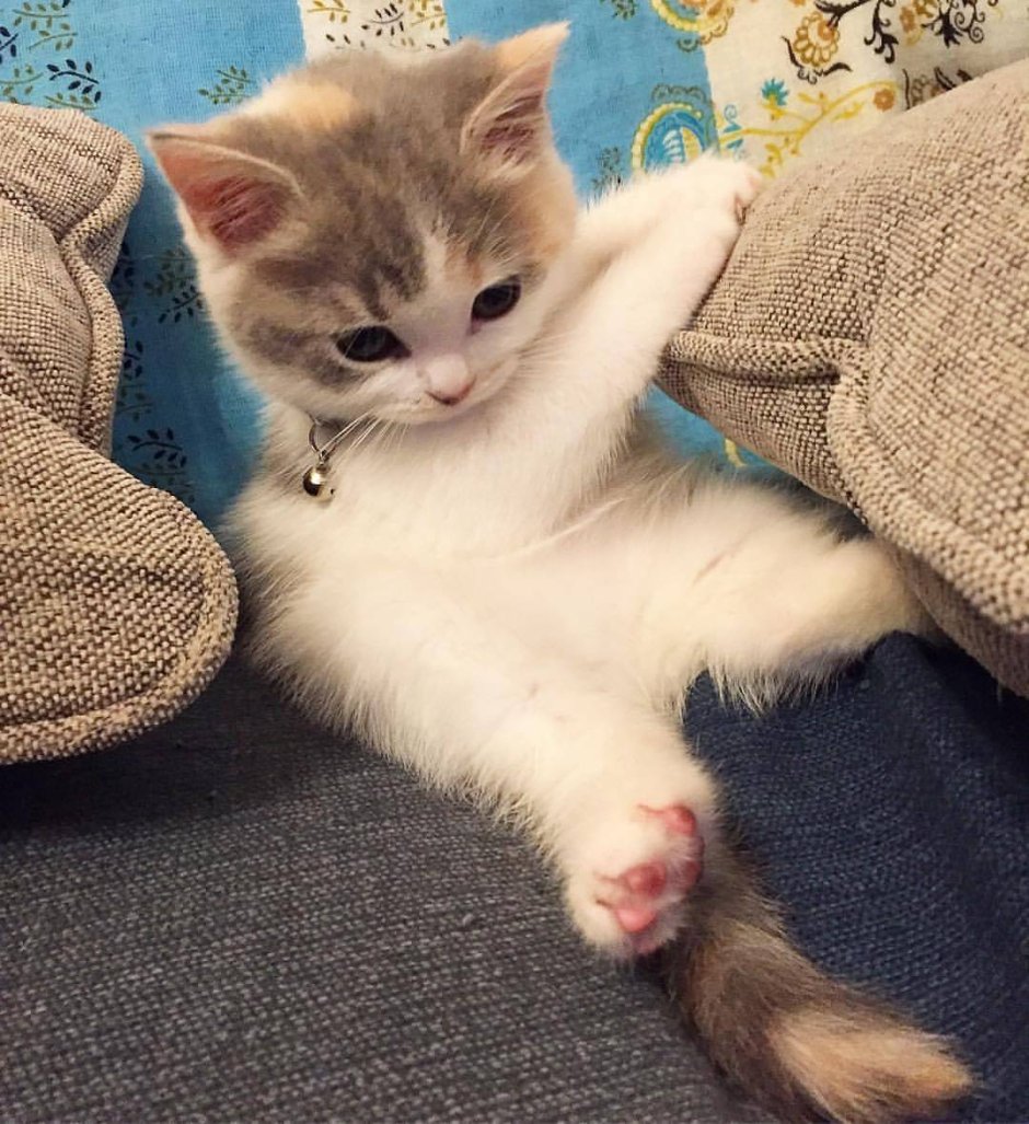 Просящий кот