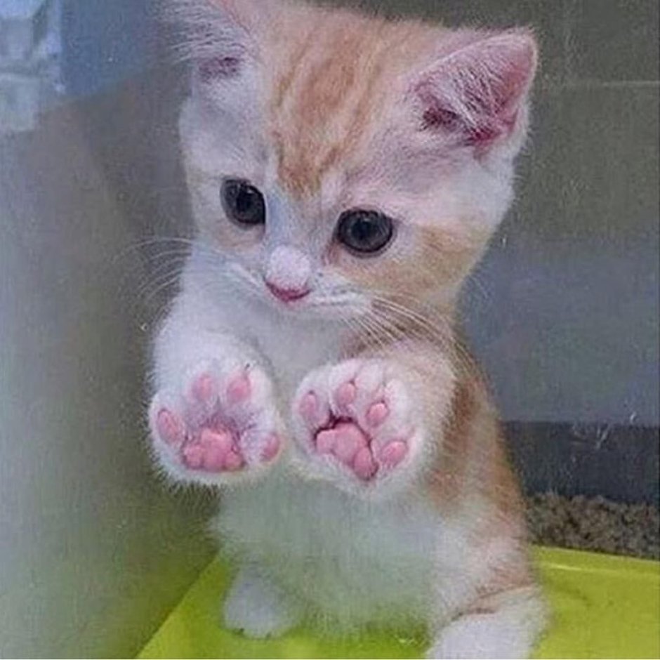 Кот с розовыми щеками