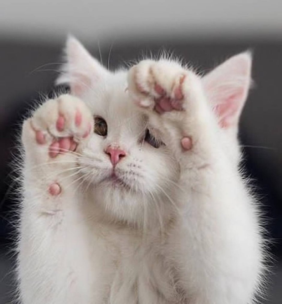 Самые мимимишные котики