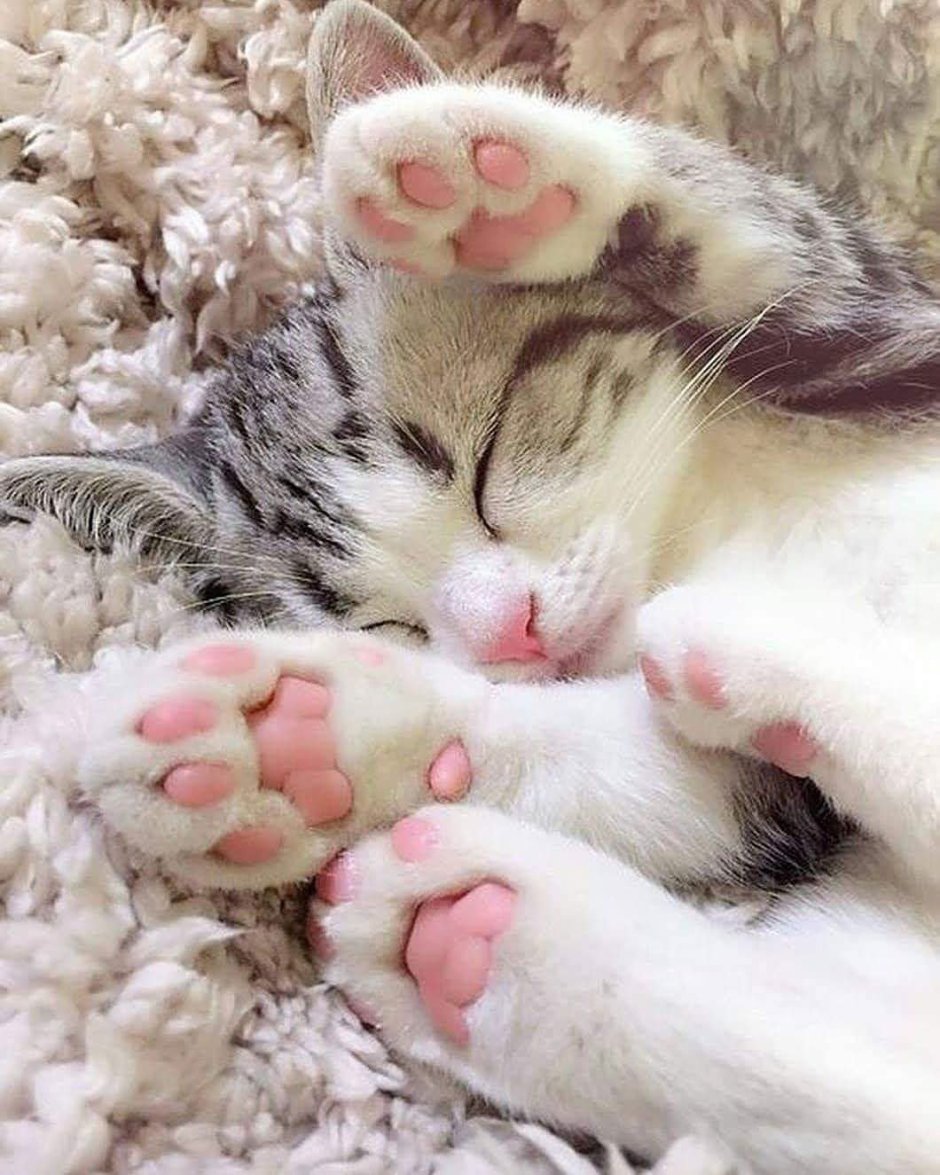 Милые котики