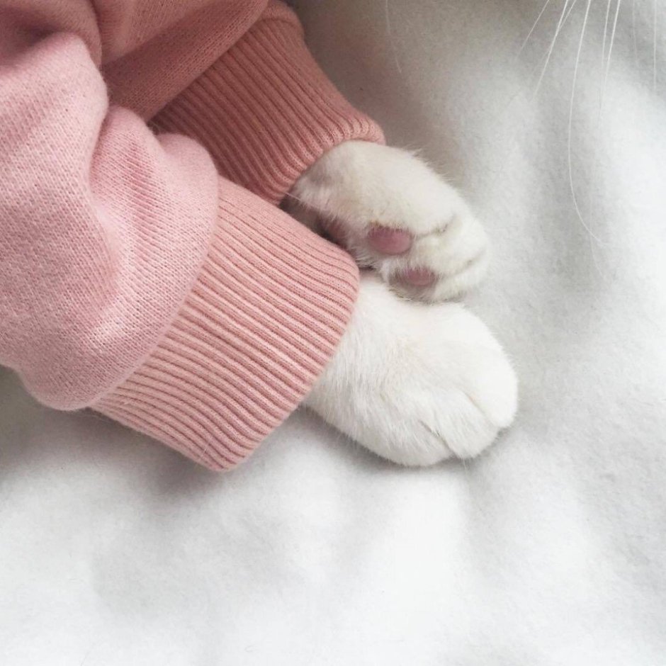 Смешные ролики про котят