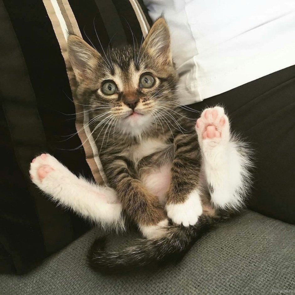 Котики милые лапки в верх