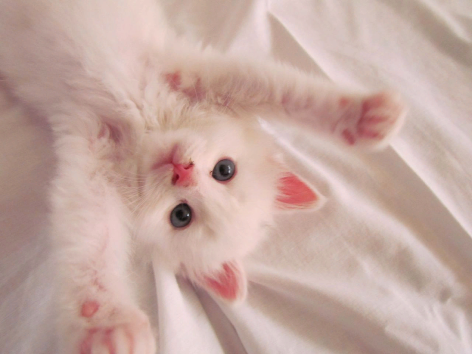 Коты Эстетика