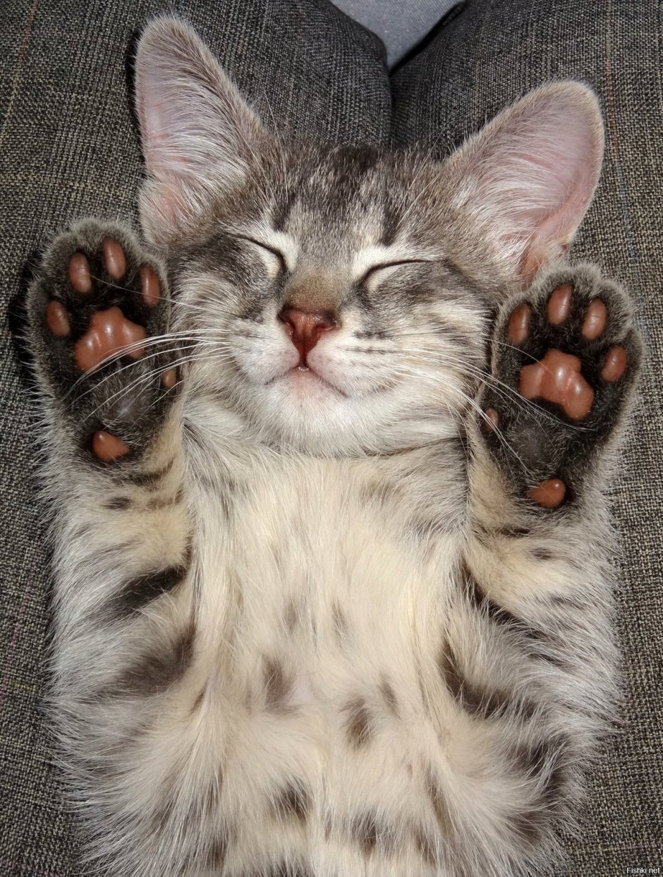 Милые котики