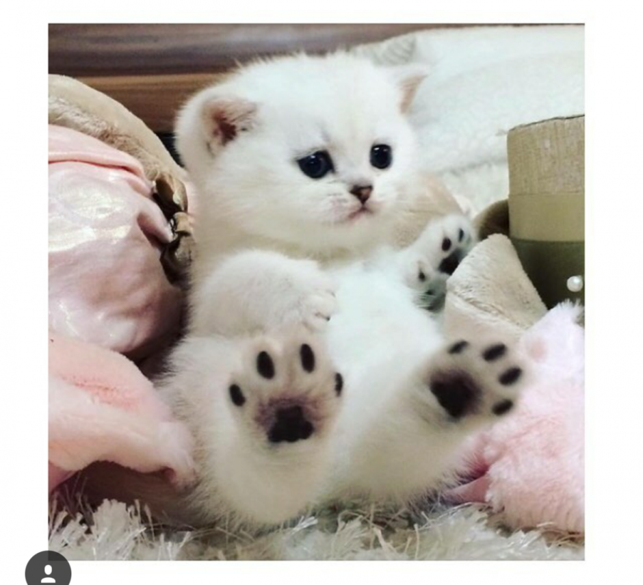 Милые фоточки котиков