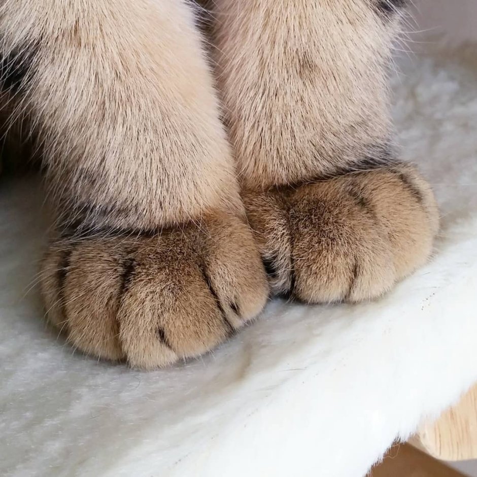 Милый котик с лапками