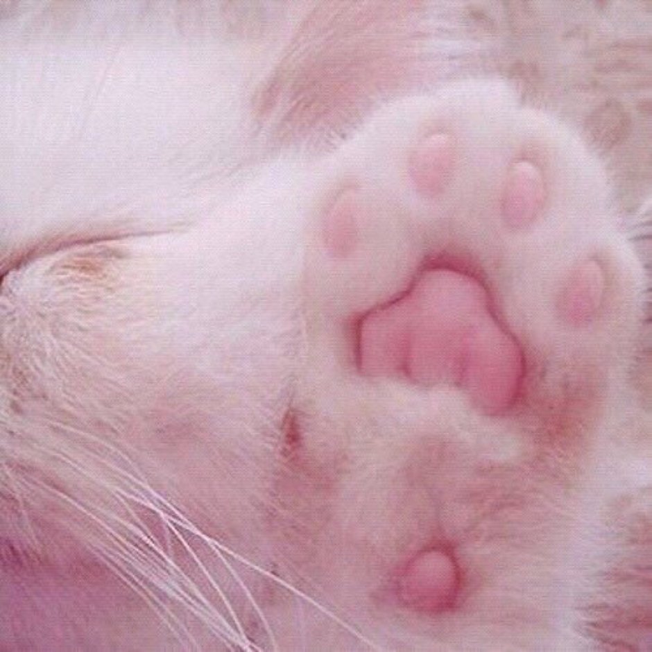 Смешной кот