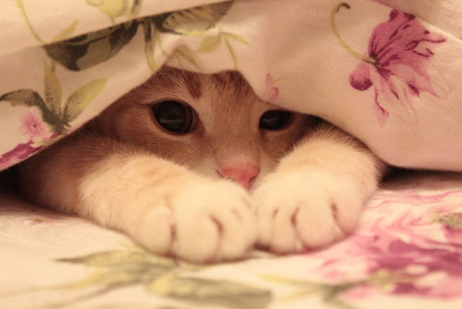 Нежные котята