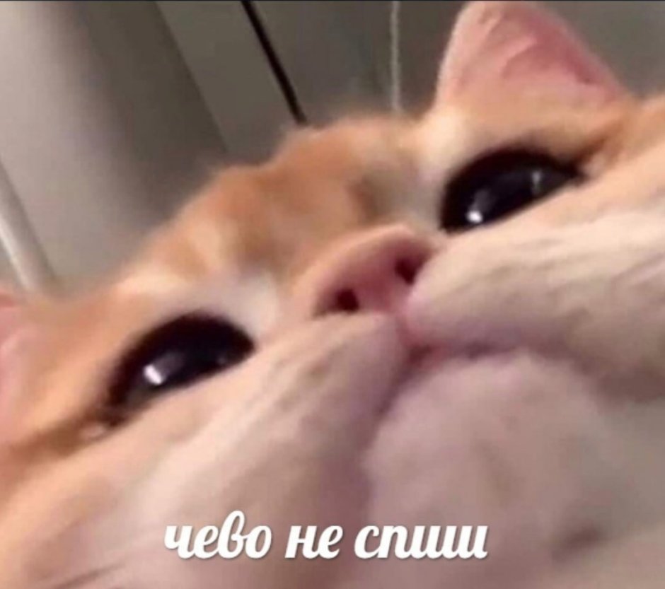 Котики с сердечками над головой