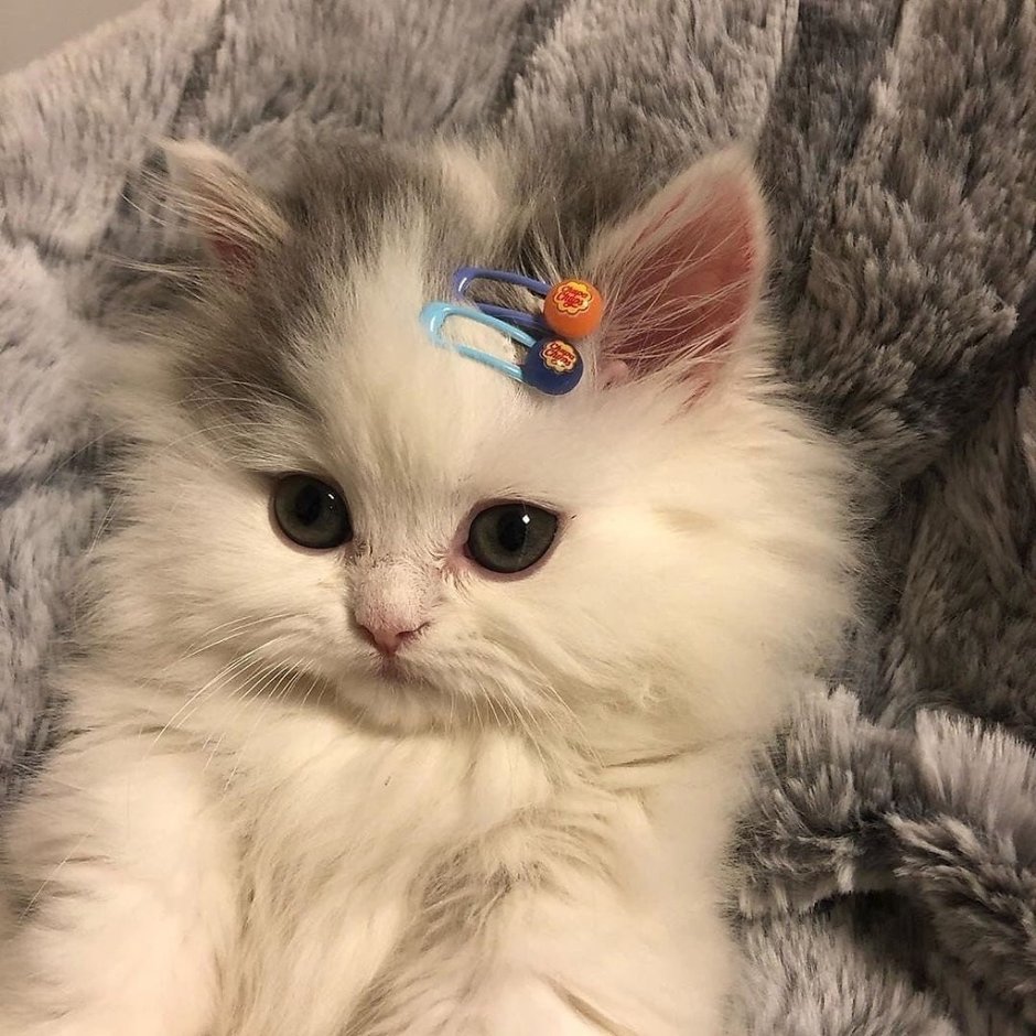Котенок Женя