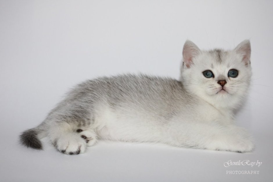 Серебристая шиншилла кошка