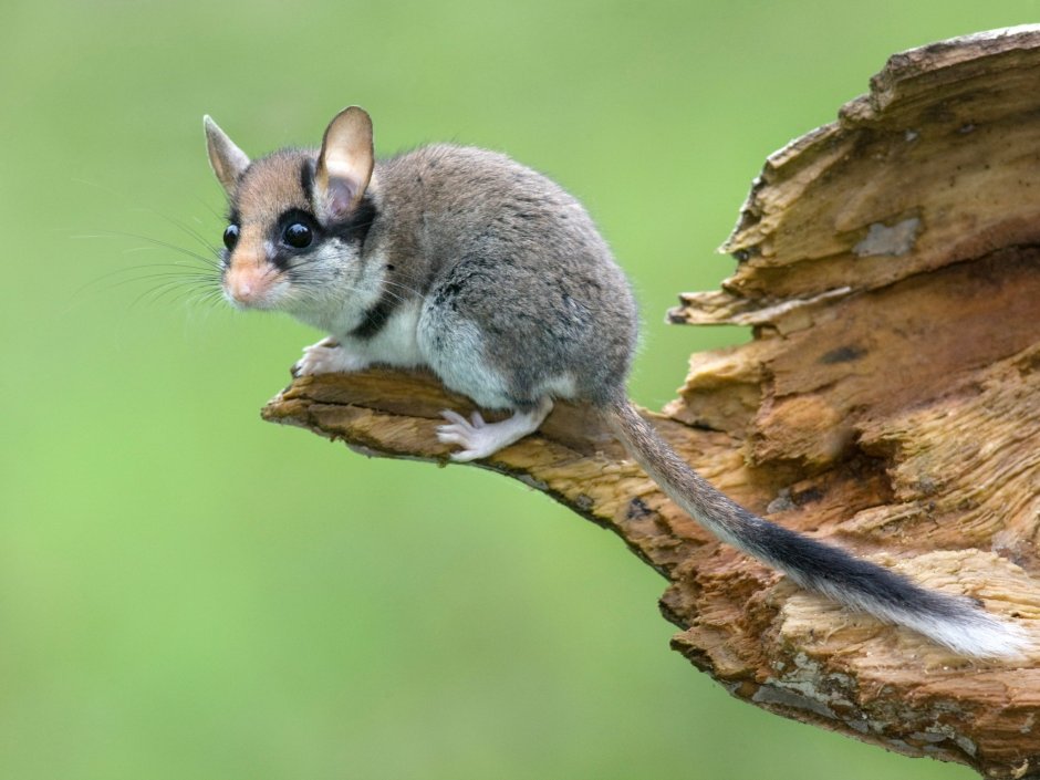 Скунс Spilogale